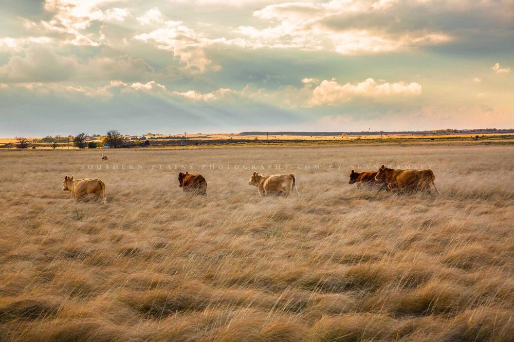 Cows in Tall Prairie Grass Texas Western Farm Ranch Cattle Photography Print