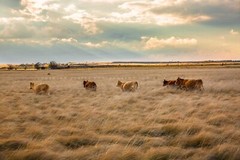 Cows in Tall Prairie Grass Texas Western Farm Ranch Cattle Photography Print