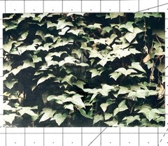 Joy Episalla Art Announcement Card 2004 – For The Birds