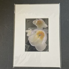 Flowers Photography by: “Muggs” Margolis Framable Art 5 X 7