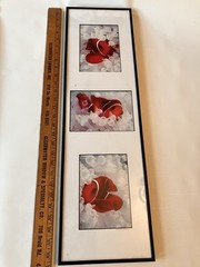 Vintage Clownfish In Bleached White Anemone Framed Photographs Signed Mike Bacon
