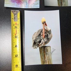 Art Photography Sea Birds Don Saarie Signed 4×6 Print Photos 3 Beach Ocean Decor