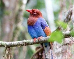 Sri Lanka Blue Magpie 8″x10″ Photograph 8×10 Print
