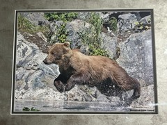 Framed Bear Wildlife Photograph Wolverine Creek Alaska Landscape Color 20x16in