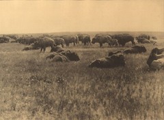 1972 EDWARD CURTIS Native American Indian Great Plains Bison Large Art Photo