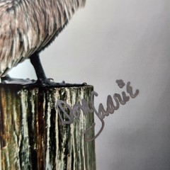 Art Photography Sea Birds Don Saarie Signed 4×6 Print Photos 3 Beach Ocean Decor