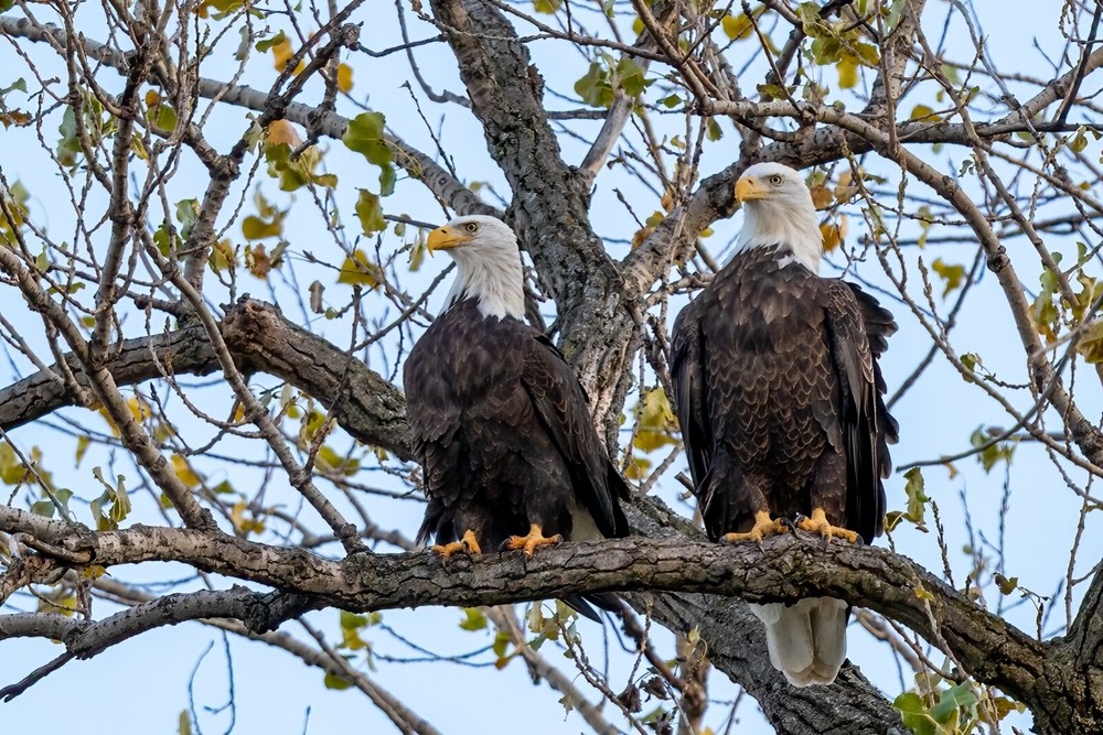 “American Bald Eagles” 2022 (24 x 30″ Metal Photo Print)