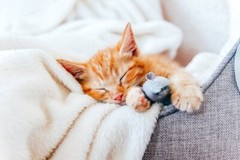 Sleeping Kittens – 500 Digital Pictures Photo Wallpaper Background Art Beautiful
