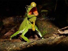 Original Photograph Endemic lyreshead lizard , Image display, Wall Art Sri Lanka