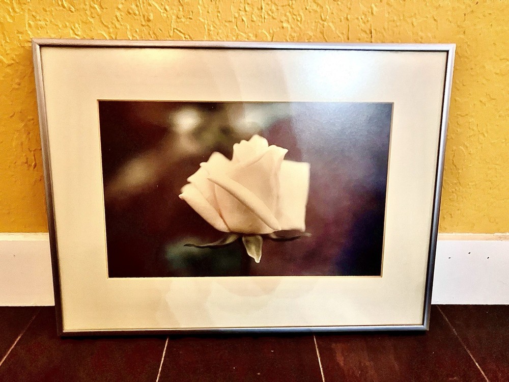 Framed Art Photograph of Rose titled “Queen of Show” by artist DG Pennachio 1980