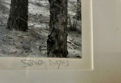 Sandy Noyes Signed Original Art Photograph: Pines In The Sun, Layton, N.J. 1977