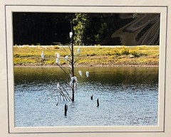 Matted photograph signed 11 x 14 inch white birds Texas lake pond