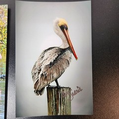 Art Photography Sea Birds Don Saarie Signed 4×6 Print Photos 3 Beach Ocean Decor