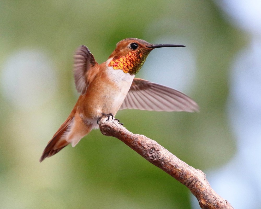 Rufous Hummingbird 8″x10″ Photograph 8×10 Print