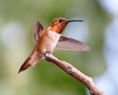 Rufous Hummingbird 8″x10″ Photograph 8×10 Print