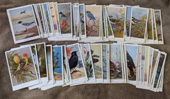 Audubon Society Bird (Post) Cards Eastern and Western Birds 100 cards 1950’s