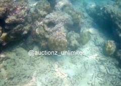 Digital Image Picture Photo Pic Andaman India underwater coral life scuba AND025