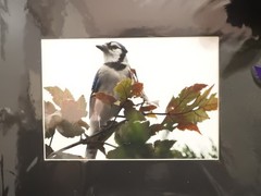 Matted Photography Blue Jay Close Up, 8×10