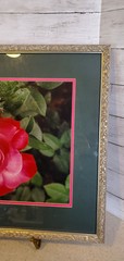 Professionally Framed Mounted Pink Rose Photography Art Silver Ornate Frame 21″