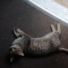 Color Cat Photograph – Tabby Cat Lying on Floor Mat, Animals Theme