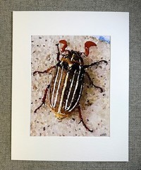 Beetle Digital Watercolor Original Photograph 8 X 10 Matted To 11 X 14 – Signed
