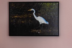 MAGNIFICENT GREAT EGRET CANVAS PRINT