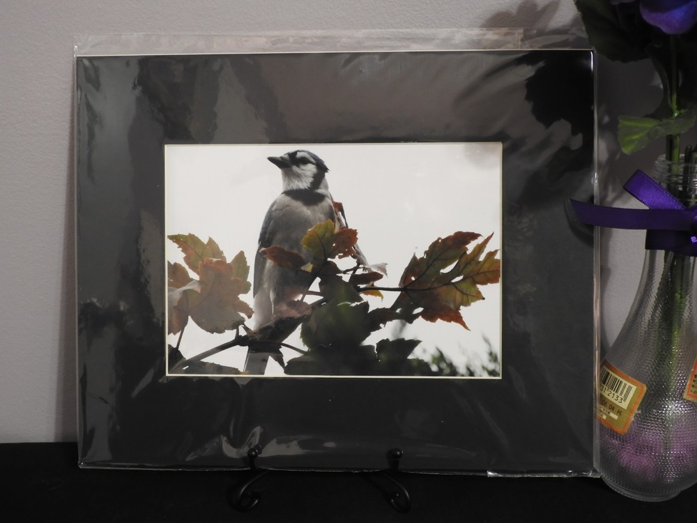 Matted Photography Blue Jay Close Up, 8×10