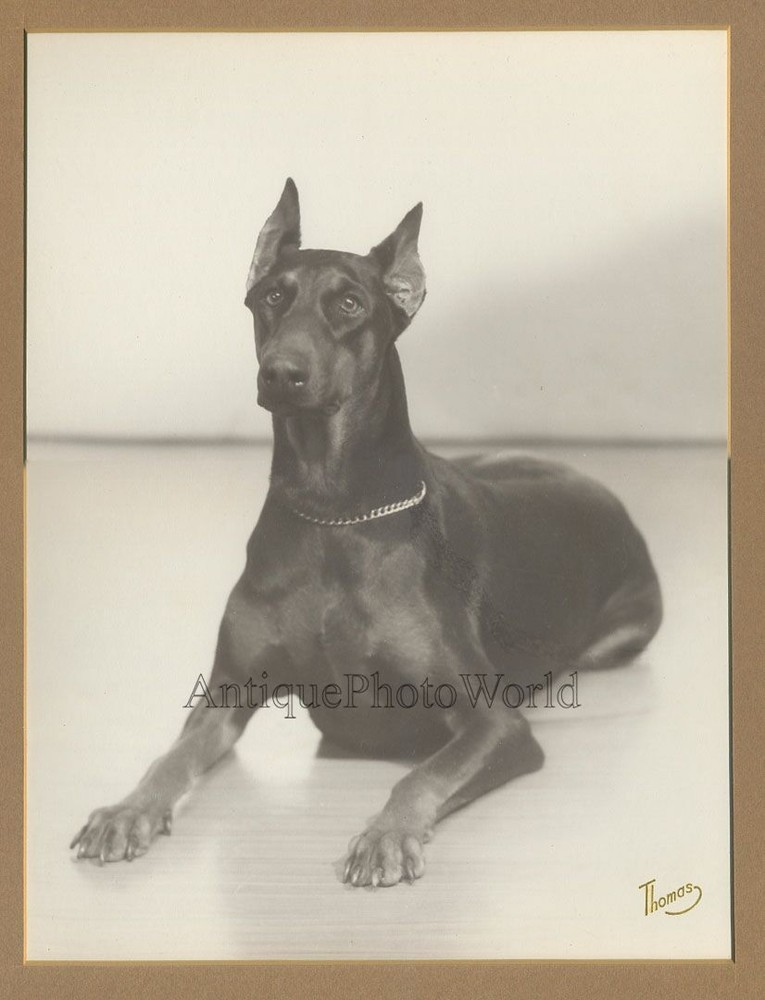 Beautiful Doberman dog posing antique art photo