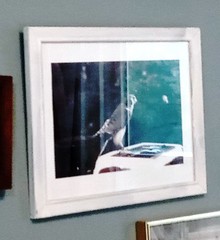 Peregine Falcon side view, Rosendale, NY, 8 x 10 in art photo by Mel Gonz, 2024