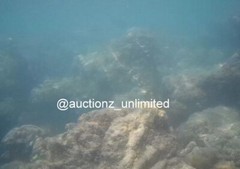 Digital Image Picture Photo Pic Andaman India underwater coral life scuba AND004