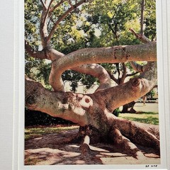 Original Photograph On Matte Paper & Matted To A 12” x 16” And Ready To Frame