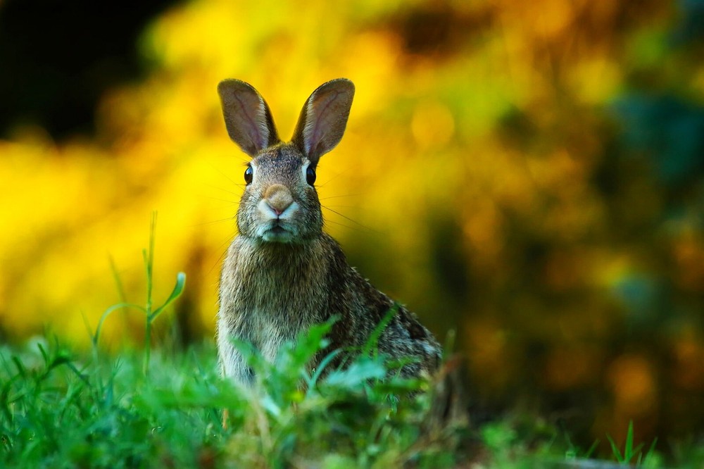 Photo Digital Product Wallpaper Background Image – Picture rabbit animal