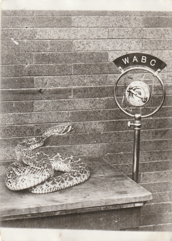 Press Photo New York Snake in Front of Microphone of Radio Station WABC USA 1920s