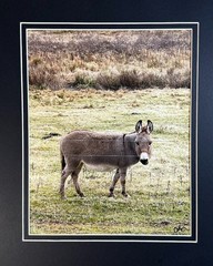 Darling Donkey Digital Watercolor Original Photograph 8 X 10 Mat 11 X 14 Signed