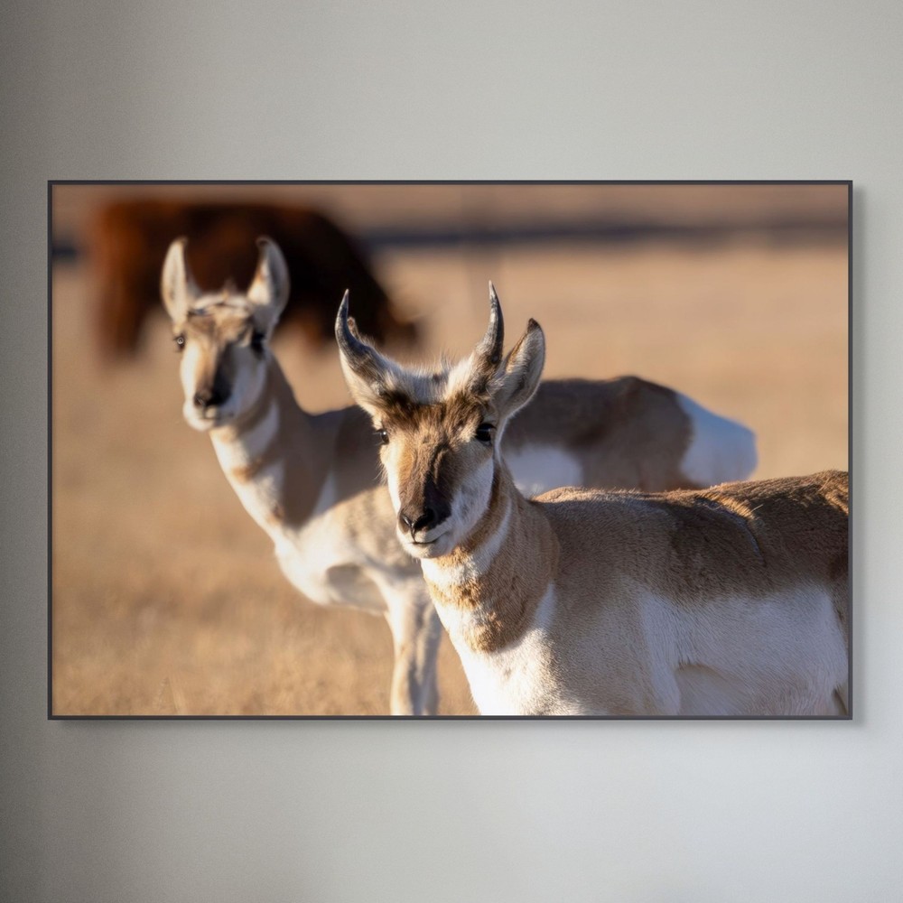13×19 Fine Art Photography Print – Colorado Pronghorns – Archival Photo Paper