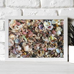 Non-AI Digital Photo Mixed Sea Shells Seashells Philippines Nature Photography