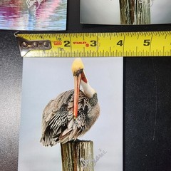 Art Photography Sea Birds Don Saarie Signed 4×6 Print Photos 3 Beach Ocean Decor