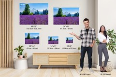 Lavender Dreams: Mt Hood Lavender Fields Landscape Wall Art Flower Print