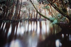 Photograph – L. Ed. (50), Framed 30″ x 40″ Loxahatchee River, FL, Jeff Ripple