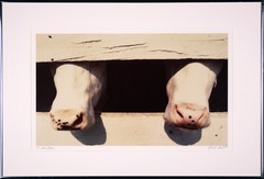 David SOSE “4 Flies”, Cows, Fine Art Photography Signed Numbered Framed — AP