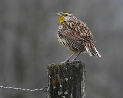 Eastern Meadowlark Bird 8×10 8″x10″ Photograph Print