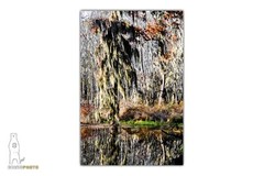 Phinizy Swamp – Abstract Fine Art Nature Photography by Bear8Photo