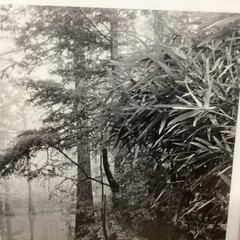 Blair Pittman: “Old River” – Original Gelatin Silver Print Photograph
