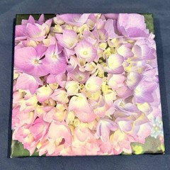 Purple Hydrangea Original Nature Photography Canvas Print Wrapped 8″ x 8″ Canvas