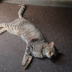 Color Cat Photograph – Tabby Cat Lying on Floor Mat, Animals Theme