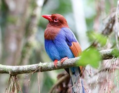 Sri Lanka Blue Magpie 11×14 Photograph Print 11″x14″