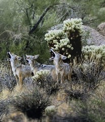 FOUR COYOTES Original Howling PHOTO Cave Creek BLACK MOUNTAIN Arizona 11″ x 14″
