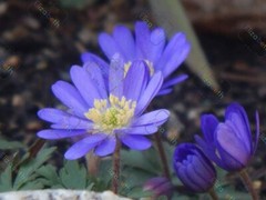Purple Red Yellow flowers