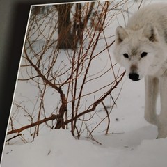 White Wolf Photograph Art Print-Winter Scene. Image 11.75×17 with 18×24 Mat