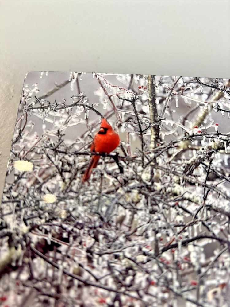 Paul Grecian Photograph on Metal 6″ x 4″ Cardinal on Icy Branch Signed Numbered